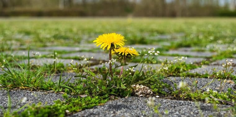 Formation Faune et Flore locales : l'élargissement de nos compétences en Biodiversité